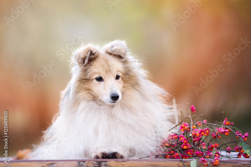 sheltie dog portrait outdoors