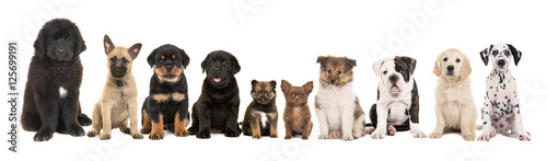 large group of ten different kind of breed puppies on a white background
