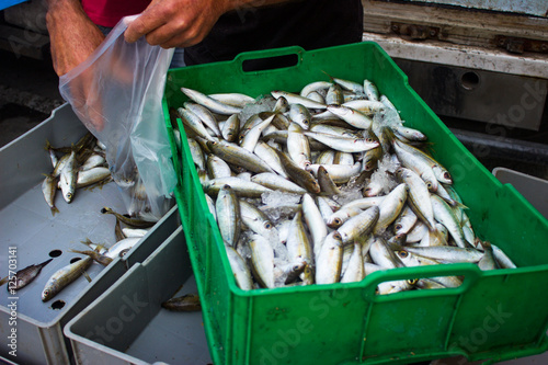Frische Sardinen auf dem Fischmarkt in Rabat, Gozo