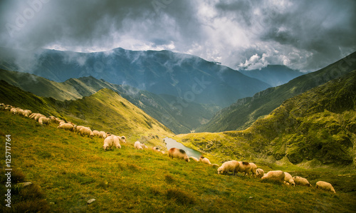  Sheep grazing in Carpathian mountains