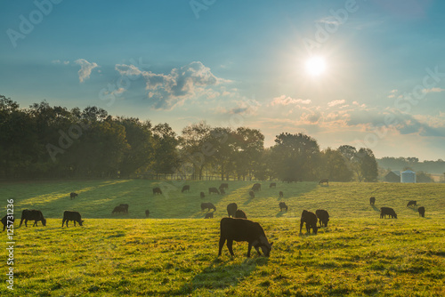 Grazing Cows