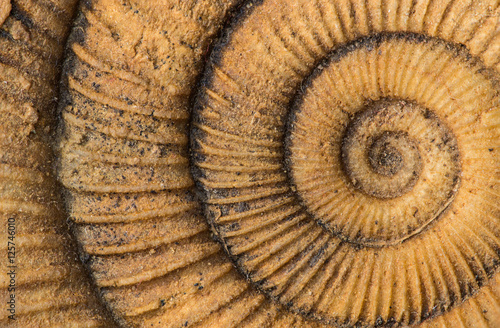 Dactylioceras, ammonite fossile, Schlaifhausen, Germania