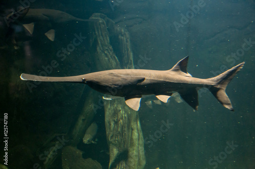 Paddlefish with natural habitat in the river. Polyodon spathula