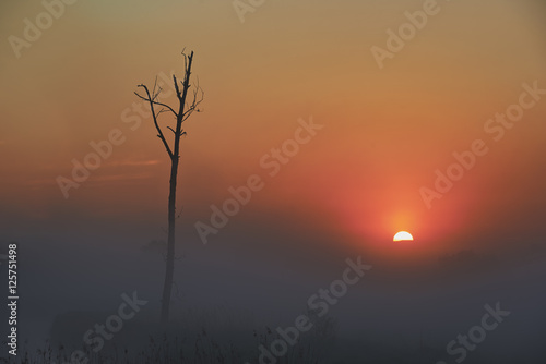 Zaschnięte drzewo w porannej mgle podczas wschodu słońca