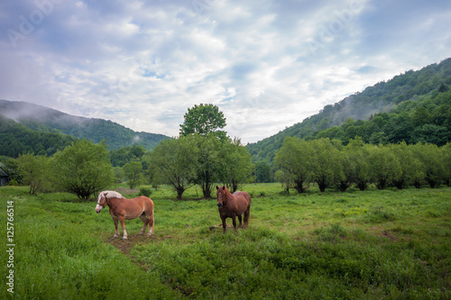 Bieszczady, Konie na łące. Mglisty wiosenny poranek