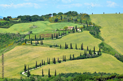 Road with Cypress in La Foce,Italy