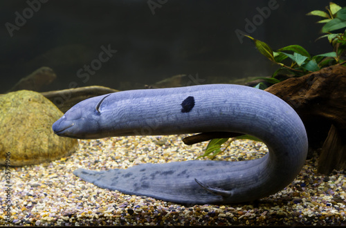 Американский чешуйтачник (south american lungfish)