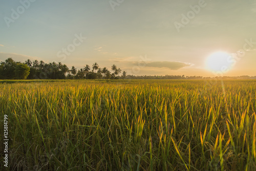 Rice fields with sunset.