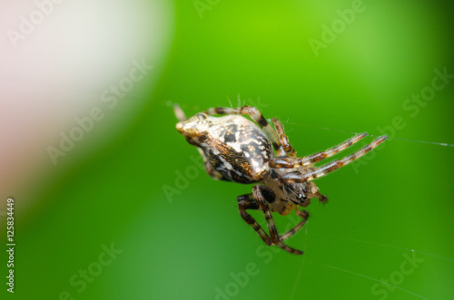 A jumping spider hanging on web with green background.