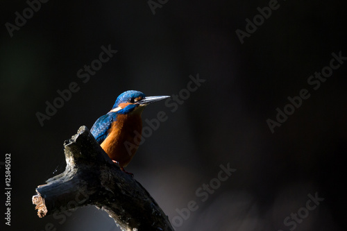 The Kingfisher enjoy sunlight and catching fish