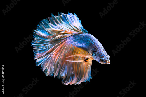 Capture the moving moment of white siamese fighting fish