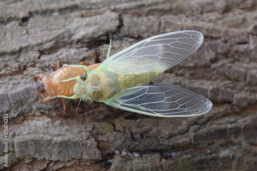Insect molting cicada on tree in nature