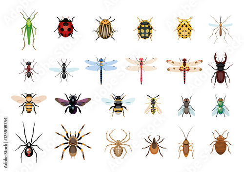 Vector,drawing, insect, bug illustration