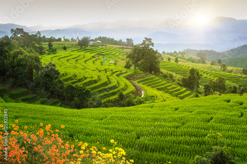 Views of rice terraces, Chiang Mai, Thailand.