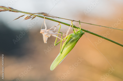 Great Green Bush-Cricket shed skin (Ecdysis)