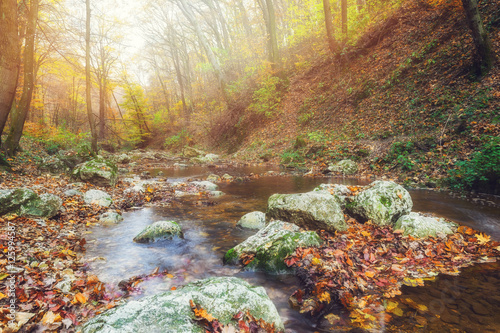 Shallow creek flowing in autumnal forest