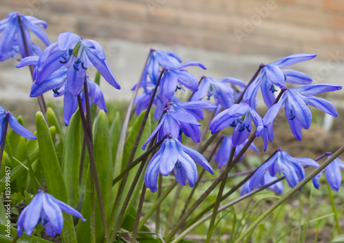 scilla siberica,first spring flowers