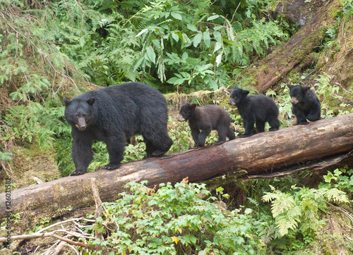 Mama Bear and Three Cubs, Anan Creek