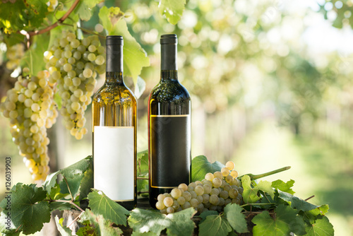 White and red wine bottle, young vine and bunch of grapes against green shining bokeh background, Italy