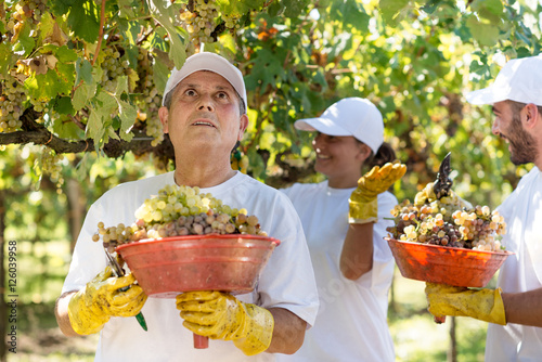 Workers harvesting grapes during the wine harvest, Italy