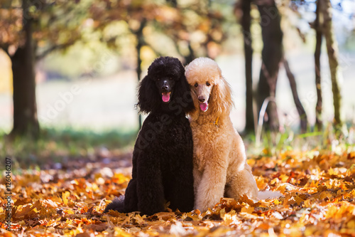 portrait of two royal poodle