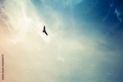 Soaring hawk with wispy clouds