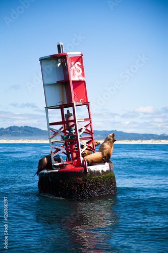 sea lion barking on buoy