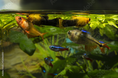 Aquarium fish feeding near the surface.