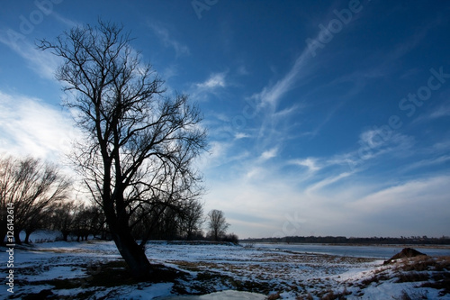 zimowy pejzaż z drzewem