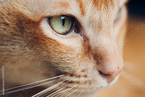 Close up portrait of face of adult male red burmese pedigree purebred cat with red fur and green eyes