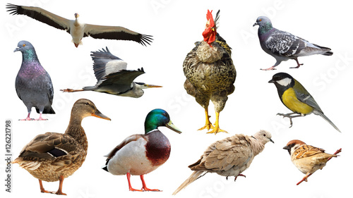 collection of full length isolated birds