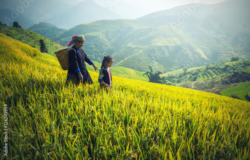 Mother and Daughter Hmong, working at Vietnam Rice fields on terraced in rainy season at Mu cang chai, Vietnam. Rice fields prepare for transplant at Northwest Vietnam