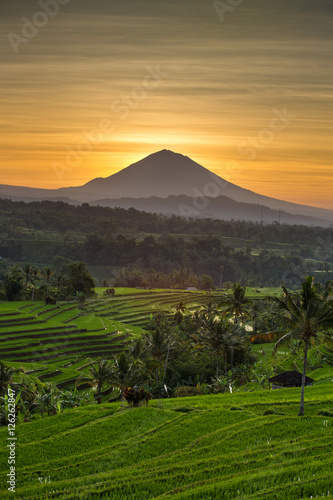 Jatiluwih Rice Terraces and Agung volcano at sunrise, Bali, Indo