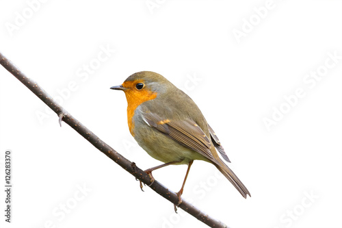 little bird Robin sitting in the Park on a white isolated background