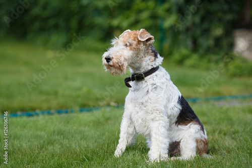 Fox terrier on a green grass background