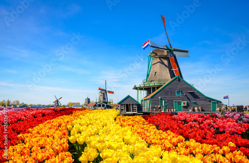 Landscape with tulips in Zaanse Schans, Netherlands, Europe