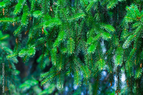 natural background branch green spruce
