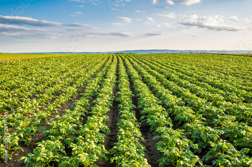 Green field of potato crops in a row