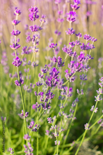Lavender. Lavender flower close up in a field in Provence France.