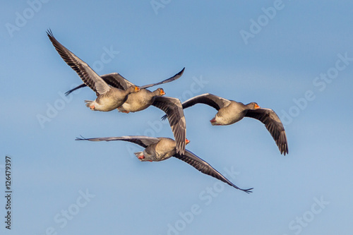 Migrating Greylag Geese