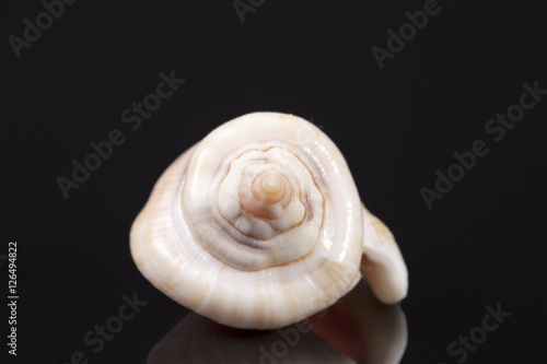 Single sea shell of marine snail isolated on black background