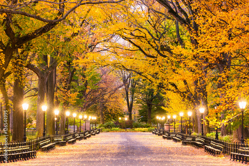 Central Park in New York City. Predawn during autumn on the Mall.