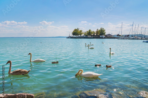 Port of Balatonfured and Lake Balaton with swans, Hungary