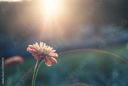 Lone flower in sunlight