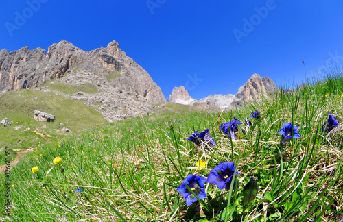 Blooming gentians on mountain meadow, Valle del Vajolet in Dolomites,Italien Alps
