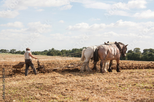 Chevaux percheron et laboureur aux champs