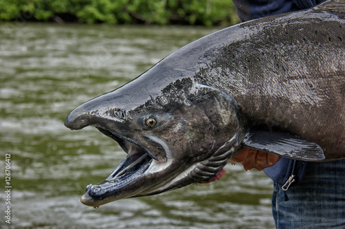 King Salmon fishing in the pristine wilderness of the Yukon in C