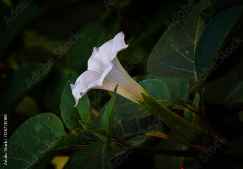 Datura