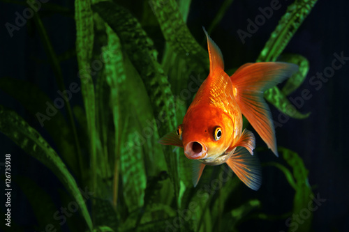 Goldfish, aquarium, a fish on the background of aquatic plants