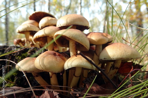 Tree mushroom